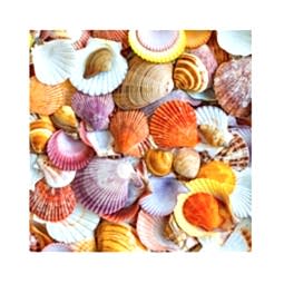 Kategori resimi Deniz Kabukları 30gr