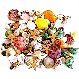 Kategori resimi Deniz Kabukları 500gr