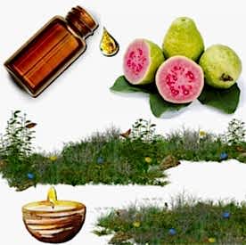 Resim Guayaba Karışık Meyve Mum Koku Esansı 50 cc