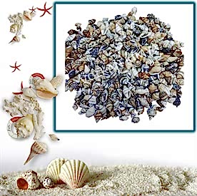Resim Nassa Shell Deniz Kabukları 30 gr