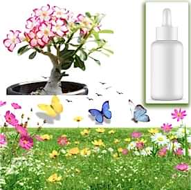 Resim Desert Rose (Çöl Gülü) Sabun Koku Esansı 10 cc