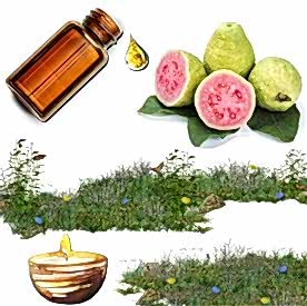 Resim Guayaba Karışık Meyve Mum Koku Esansı 30 cc