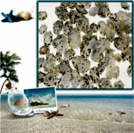 Resim Star Limpet Deniz Kabukları 500 gr