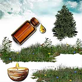 Resim Sedir Ağacı Mum Koku Esansı 50 cc