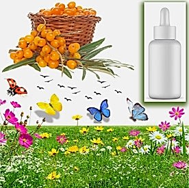 Resim İğde Mum Koku Esansı 30 cc