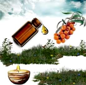 Resim İğde Mum Koku Esansı 50 cc