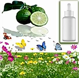 Resim Bergamot Mum Koku Esansı 30 cc