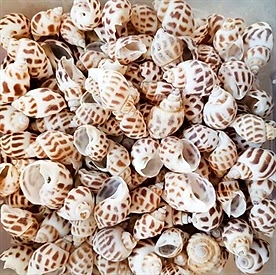 Resim Babylonia Areolata Deniz Kabukları 30 gr