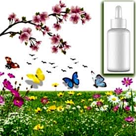Resim  Japon Kirazı Çiçeği Mum Koku Esansı 30 cc 