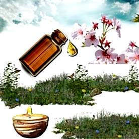 Resim Japon Kirazı Çiçeği Mum Koku Esansı 50 cc 